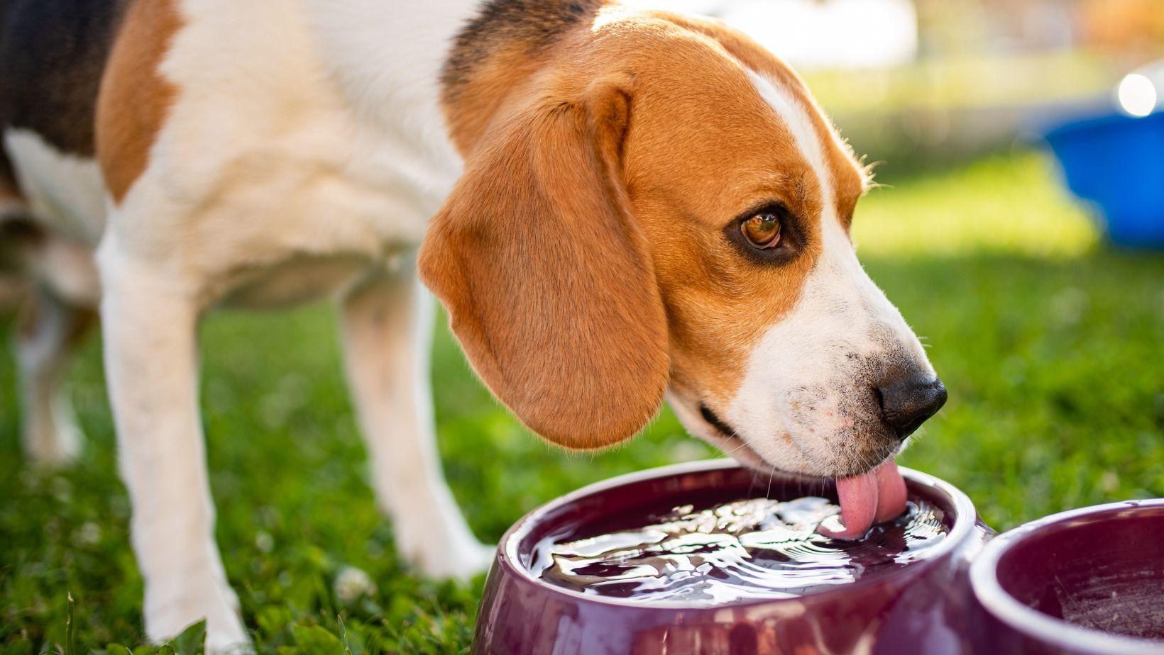 Dog drinking water from water softener.
