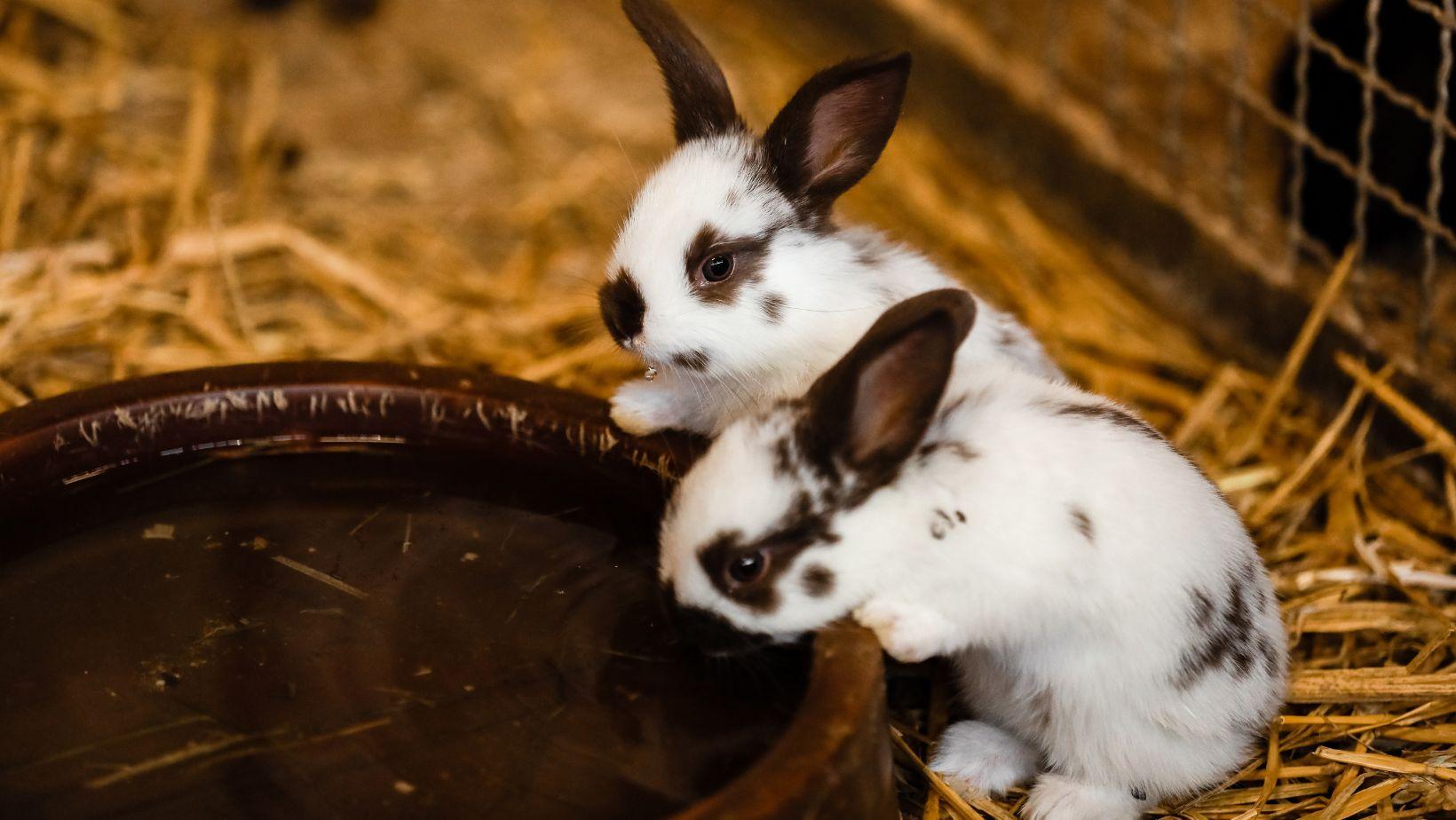 Rabbit drinking water from a water softener.