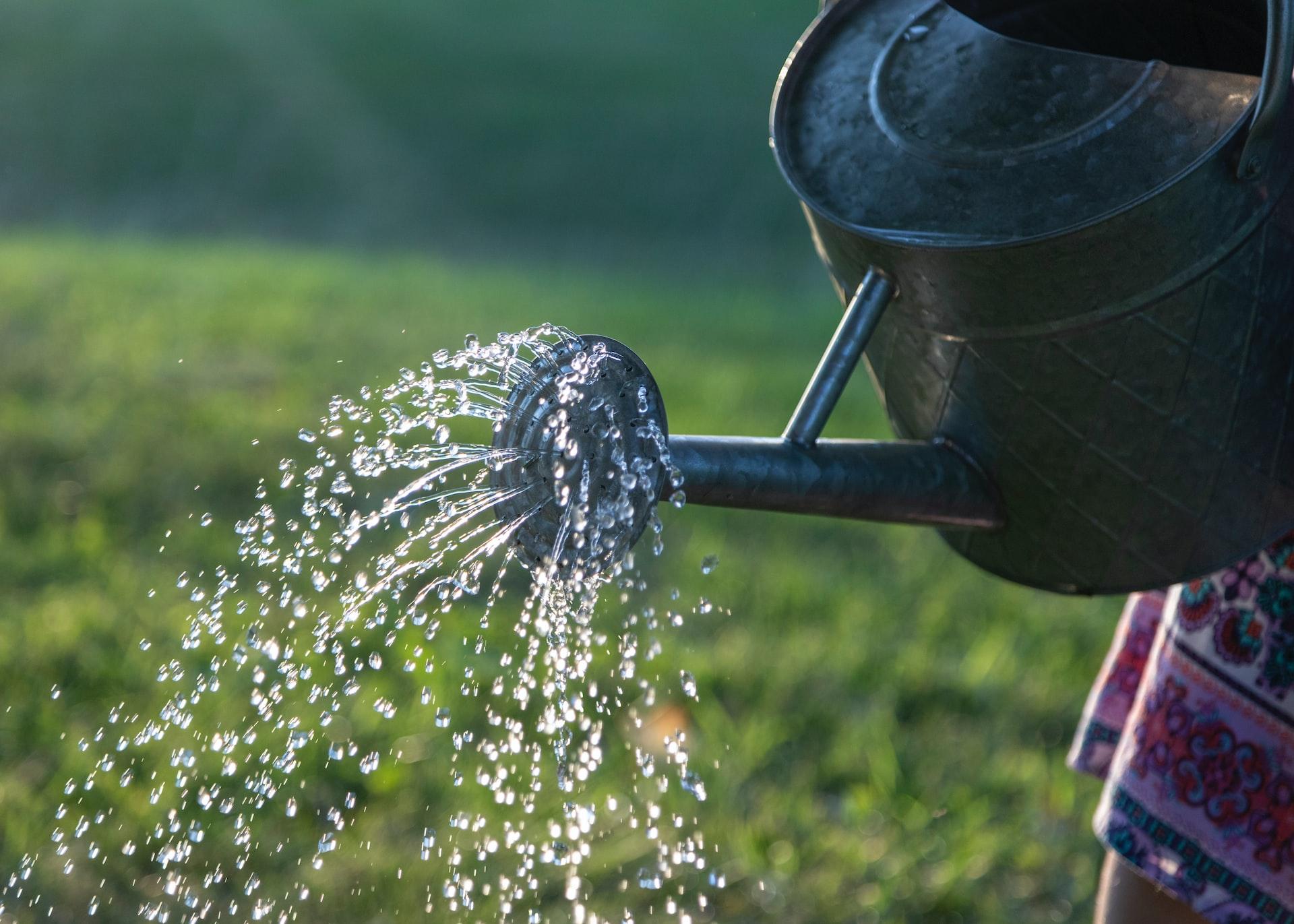Can You Use Softened Water On Plants? | Kinetico
